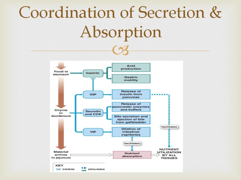 Coordination of Secretion & Absorption